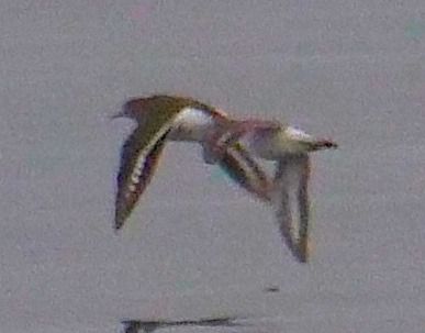 Piro-piro piccolo  - Angelo Pasqua