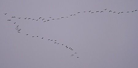 Gru  - Angelo Pasqua