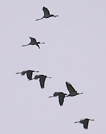 Gru  - Angelo Pasqua