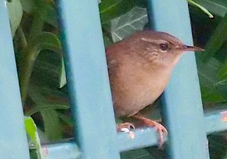 Troglodyte mignon  - Angelo Pasqua