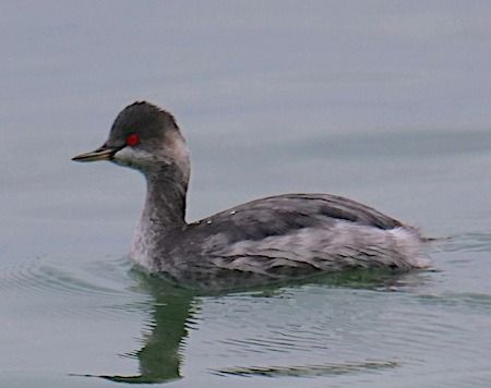 Svasso piccolo  - Angelo Pasqua