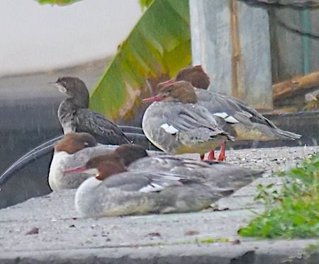 Smergo maggiore  - Angelo Pasqua