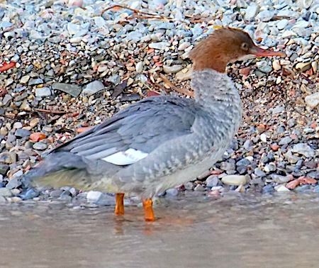 Smergo maggiore  - Angelo Pasqua