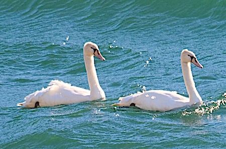 Cigno reale  - Angelo Pasqua