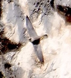 Falco pellegrino  - Angelo Pasqua