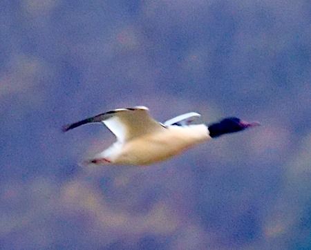 Smergo maggiore  - Angelo Pasqua