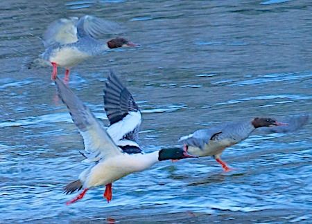 Smergo maggiore  - Angelo Pasqua