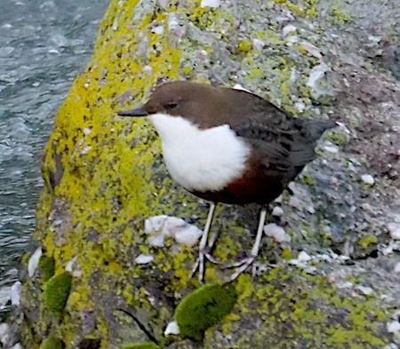 Merlo acquaiolo  - Angelo Pasqua