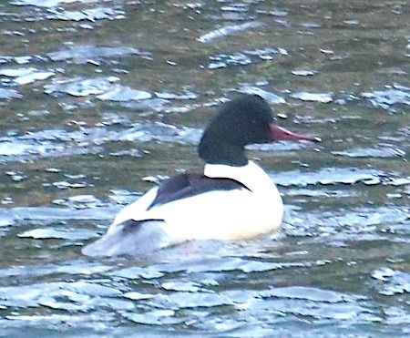 Smergo maggiore  - Angelo Pasqua