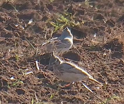 Cappellaccia  - Angelo Pasqua