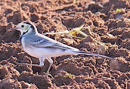 Ballerina bianca  - Angelo Pasqua