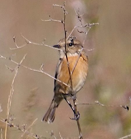 Saltimpalo comune  - Angelo Pasqua
