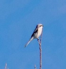 Averla maggiore  - Angelo Pasqua