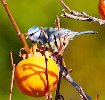 Cinciarella  - Angelo Pasqua