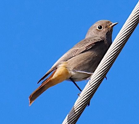 Codirosso spazzacamino  - Angelo Pasqua