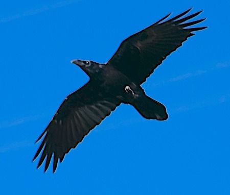 Corvo imperiale  - Angelo Pasqua