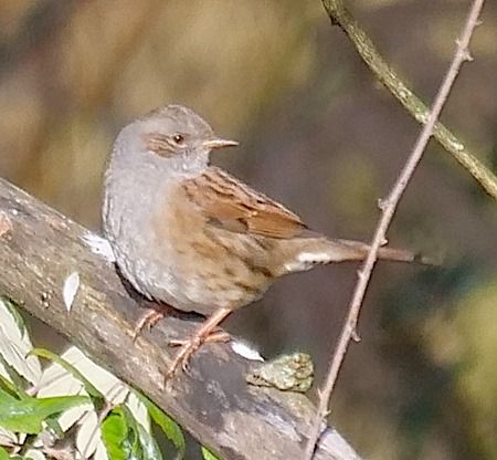 Passera scopaiola  - Angelo Pasqua