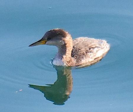 Svasso collorosso  - Angelo Pasqua