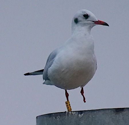 Gabbiano comune  - Angelo Pasqua