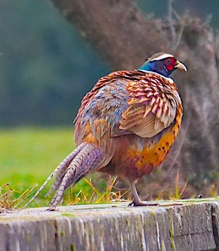 Fagiano comune  - Angelo Pasqua