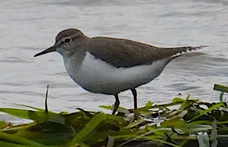 Piro-piro piccolo  - Angelo Pasqua