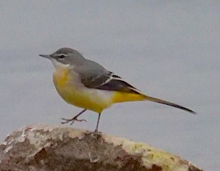 Ballerina gialla  - Angelo Pasqua