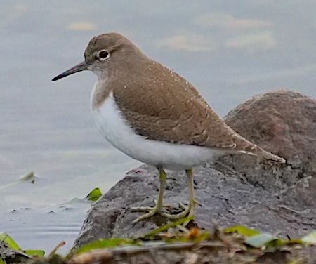 Piro-piro piccolo  - Angelo Pasqua