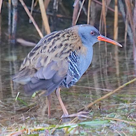 Porciglione  - Angelo Pasqua