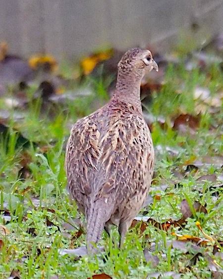 Fagiano comune  - Angelo Pasqua