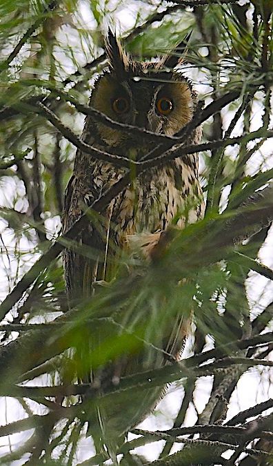 Gufo comune  - Angelo Pasqua