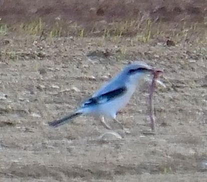 Averla maggiore  - Angelo Pasqua