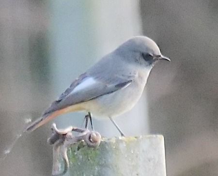 Codirosso spazzacamino  - Angelo Pasqua