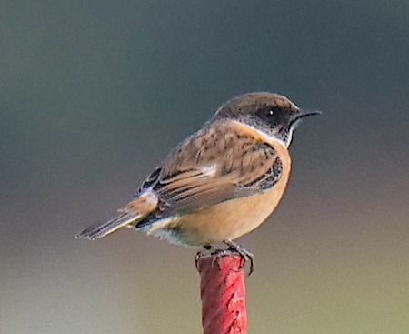 Saltimpalo comune  - Angelo Pasqua