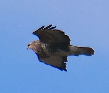 Poiana  - Angelo Pasqua