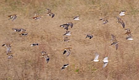 Beccaccino  - Angelo Pasqua