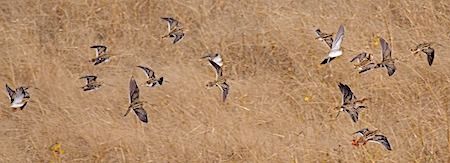 Beccaccino  - Angelo Pasqua