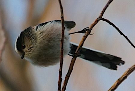 Codibugnolo  - Angelo Pasqua