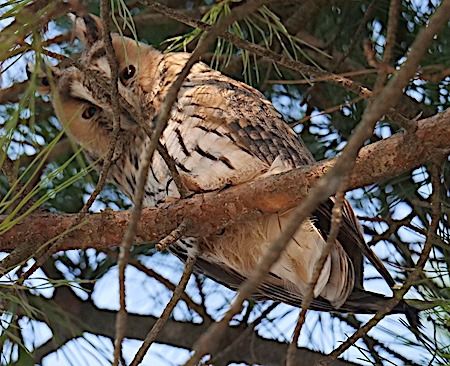 Gufo comune  - Angelo Pasqua