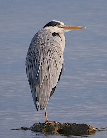 Airone cenerino  - Angelo Pasqua
