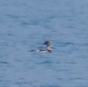 Smergo minore  - Angelo Pasqua