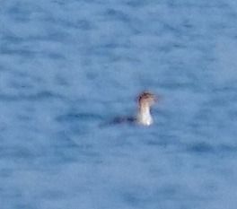 Smergo minore  - Angelo Pasqua