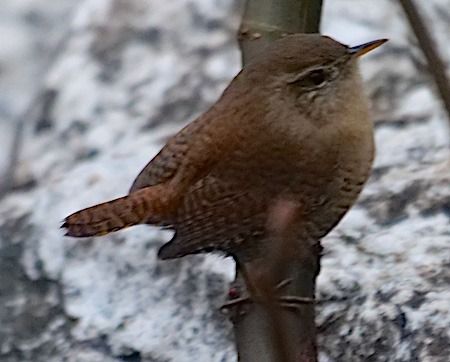 Scricciolo  - Angelo Pasqua