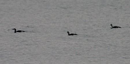 Strolaga mezzana  - Angelo Pasqua