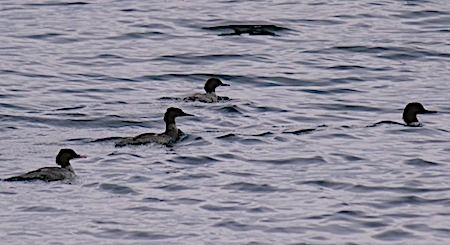 Smergo maggiore  - Angelo Pasqua