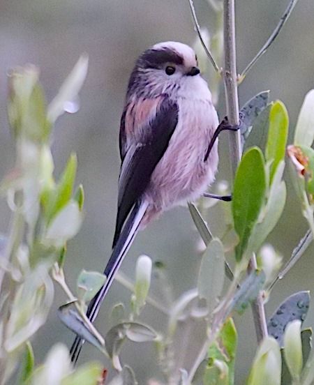 Codibugnolo  - Angelo Pasqua