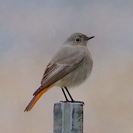 Codirosso spazzacamino  - Angelo Pasqua