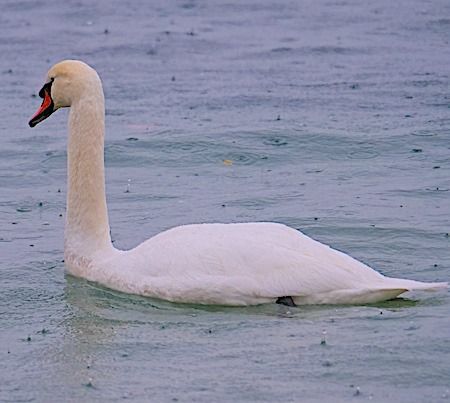 Cigno reale  - Angelo Pasqua