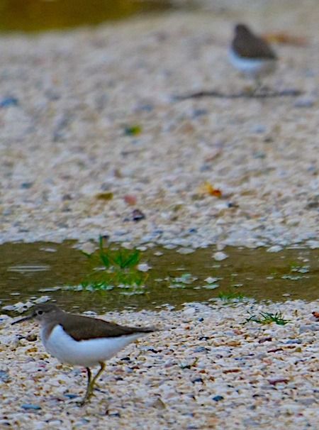 Piro-piro piccolo  - Angelo Pasqua