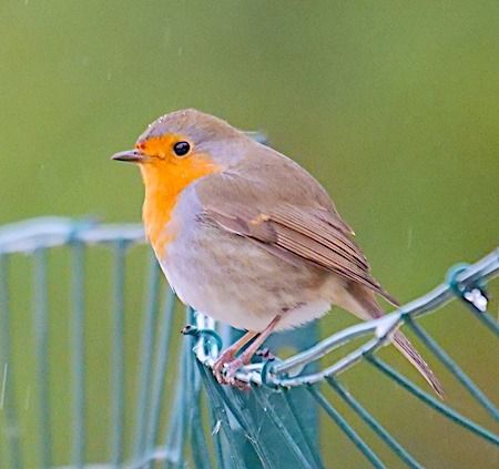 Pettirosso  - Angelo Pasqua