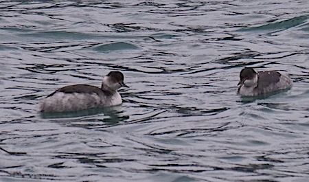 Svasso piccolo  - Angelo Pasqua